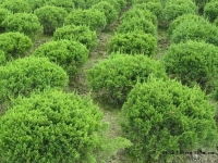 青州钰清花卉苗木种植基地产品供应第4页 优质苗木种植指南